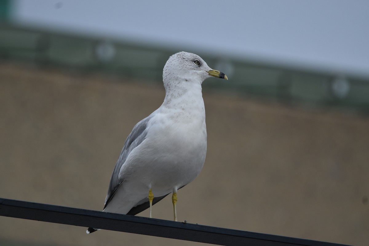 Ring-billed Gull - ML611395393