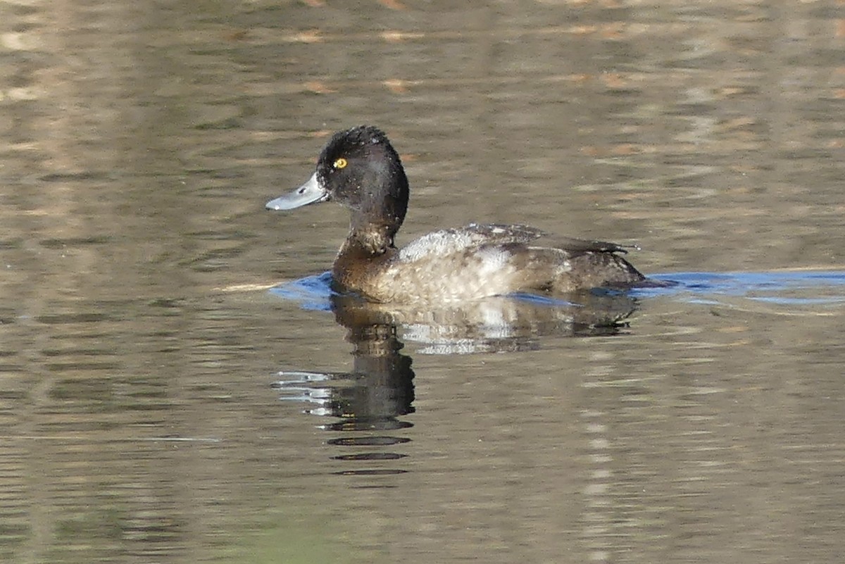 Lesser Scaup - Cathy Brown