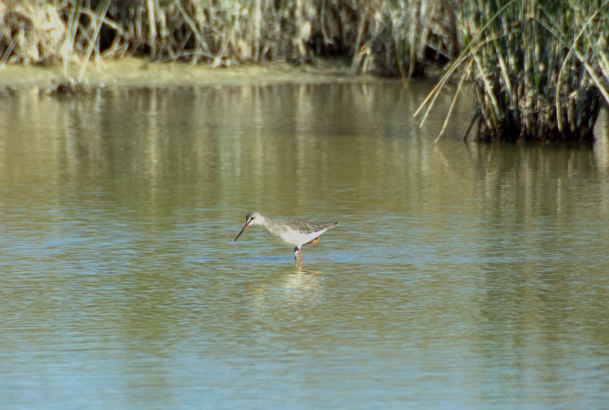 Spotted Redshank - ML611396104