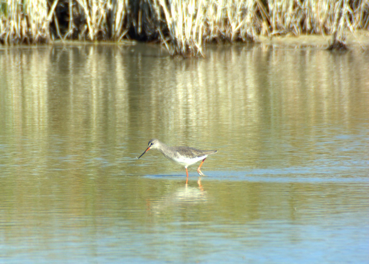 Spotted Redshank - ML611396105