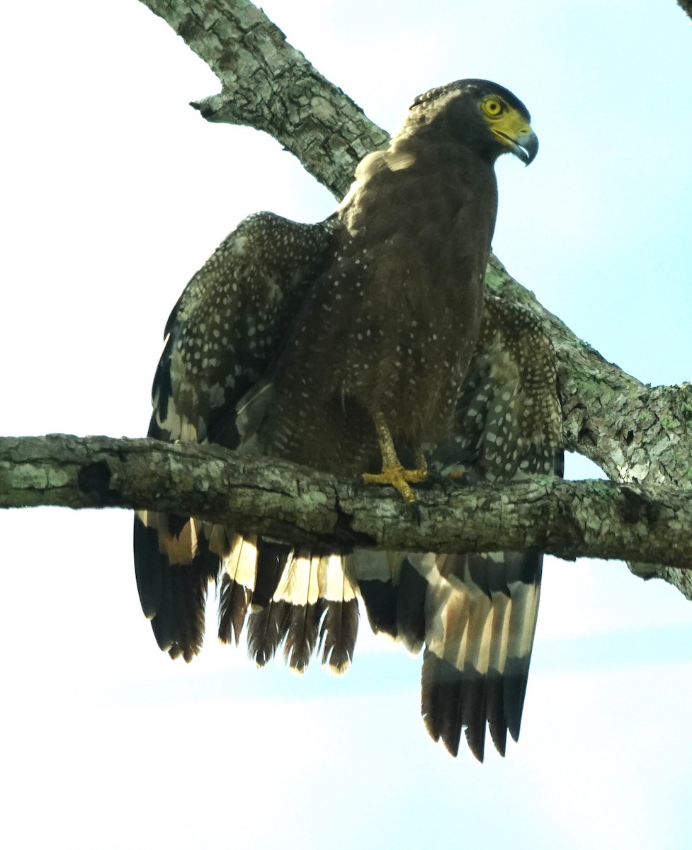 Crested Serpent-Eagle - ML611396190