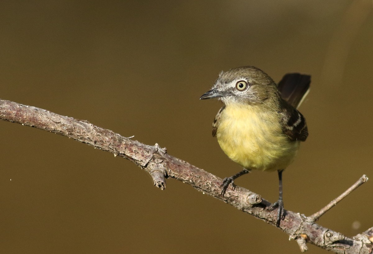Pale-tipped Tyrannulet - ML61139641