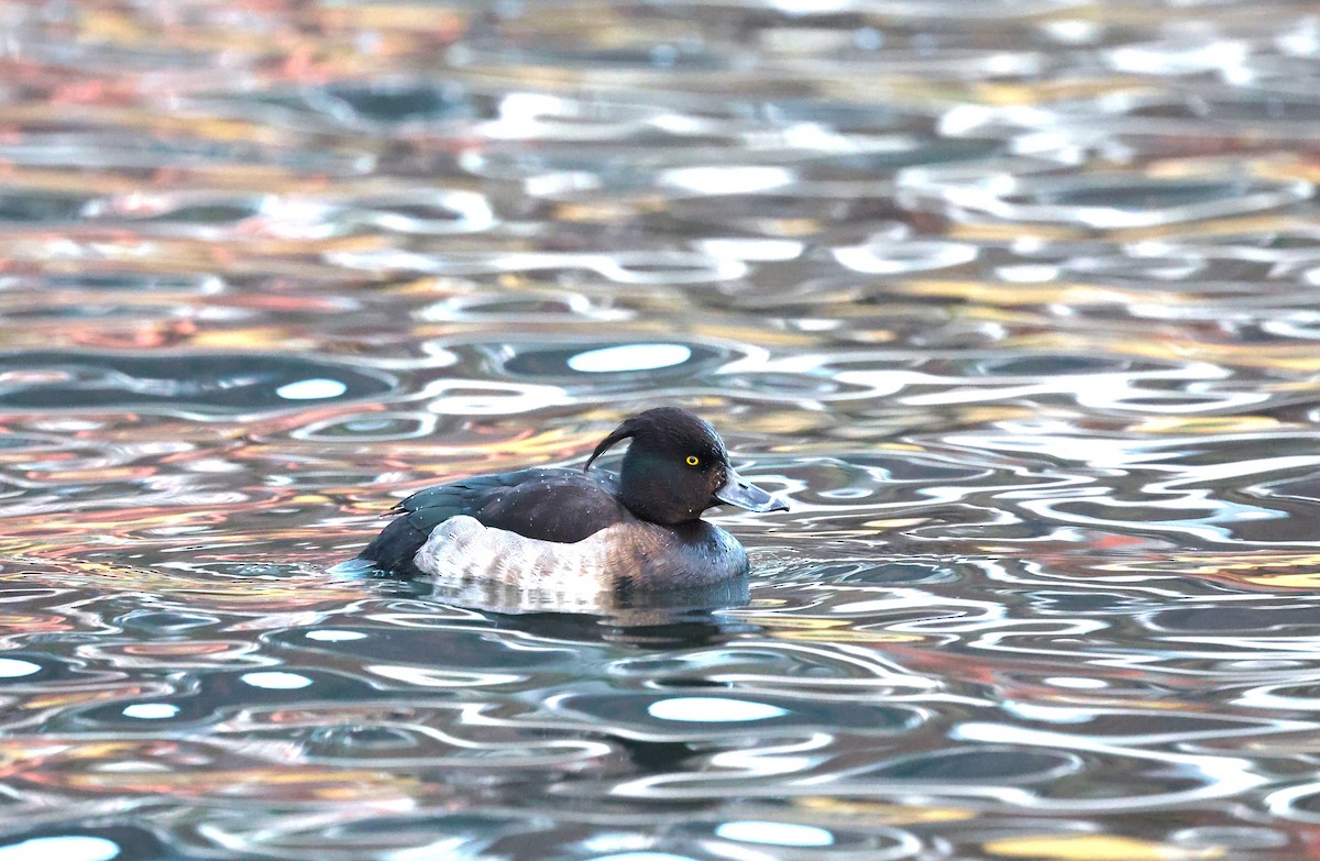 Tufted Duck - ML611396541