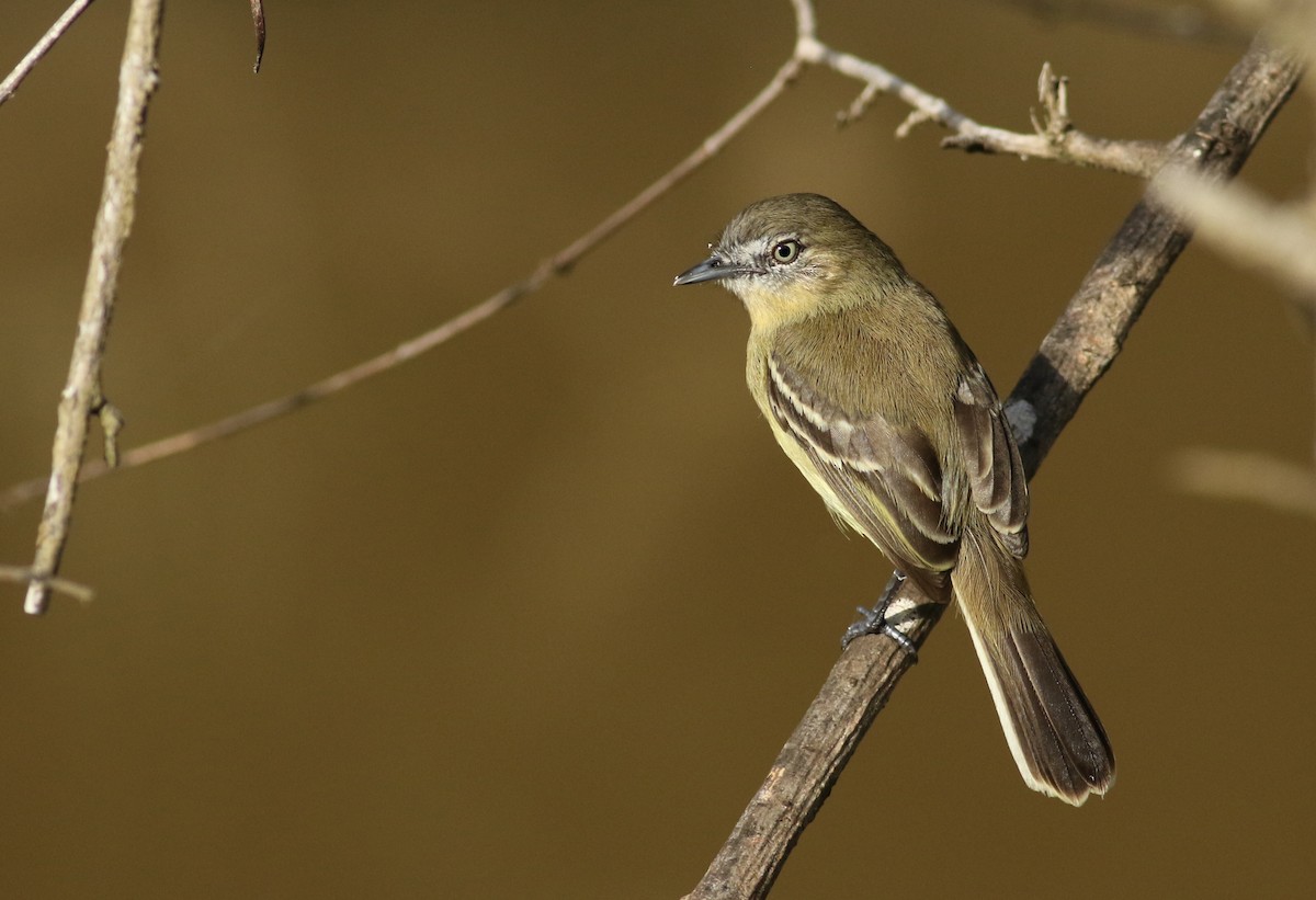 Pale-tipped Tyrannulet - ML61139661