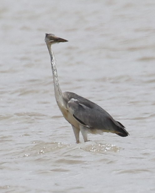 Gray Heron (Madagascar) - ML611396630