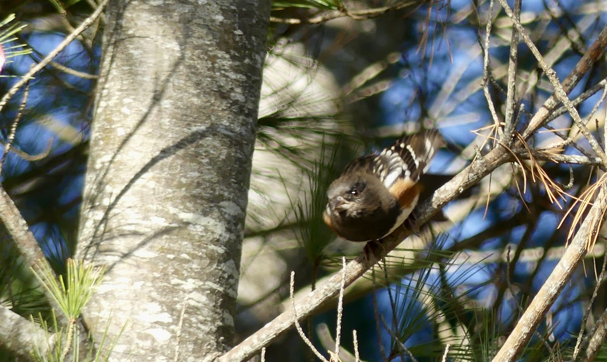 Spotted Towhee - ML611396962