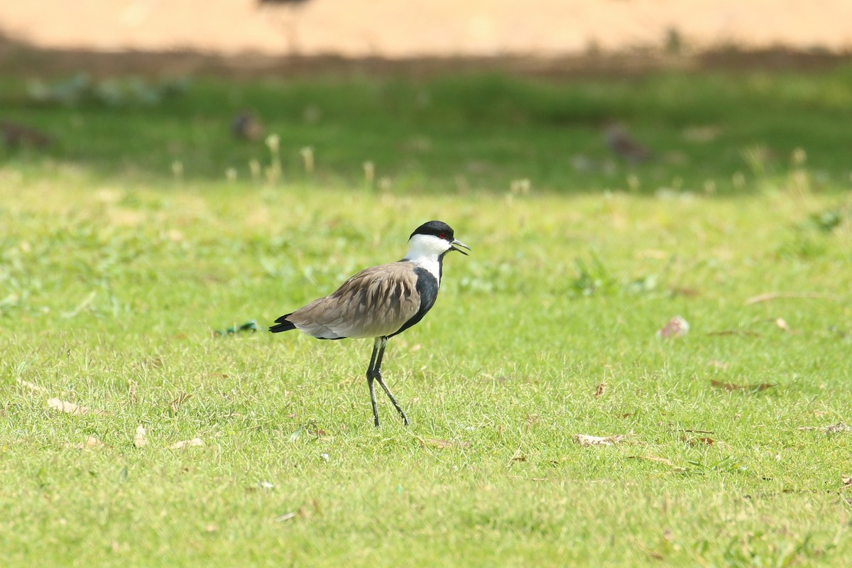 Spur-winged Lapwing - Oscar Campbell