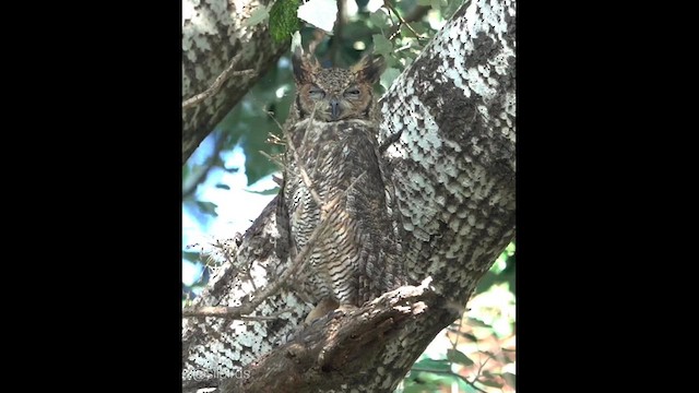 Great Horned Owl - ML611397153