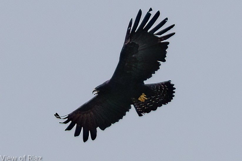Black Eagle - ML611397304