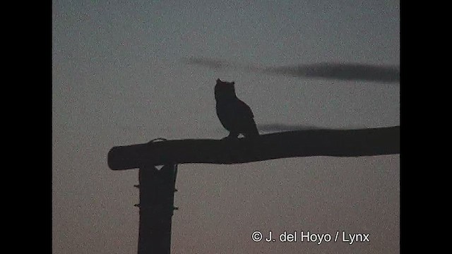 Lesser Horned Owl - ML611397320
