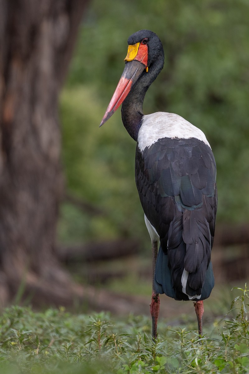 Saddle-billed Stork - Daniel Danckwerts (Rockjumper Birding Tours)