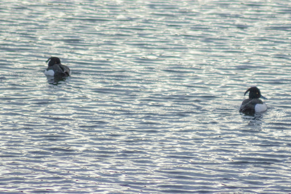 Tufted Duck - ML611397644
