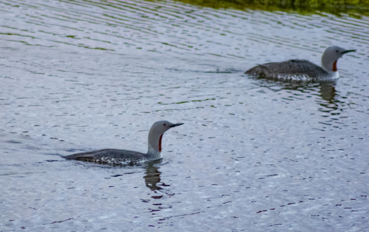 Red-throated Loon - ML611397646
