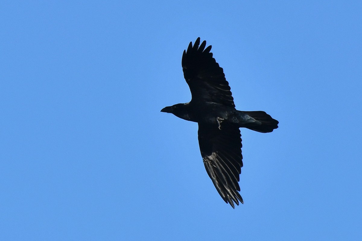 Common Raven - ML611397795