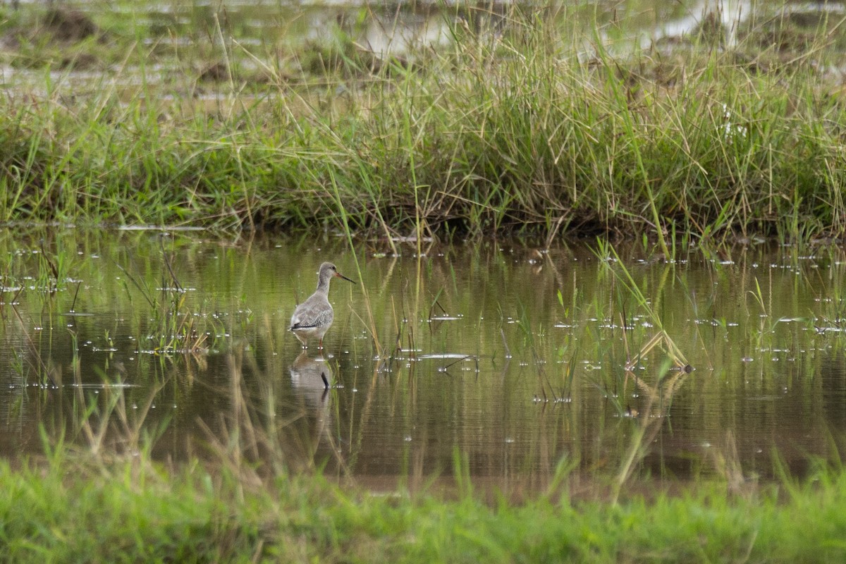 Spotted Redshank - ML611398436