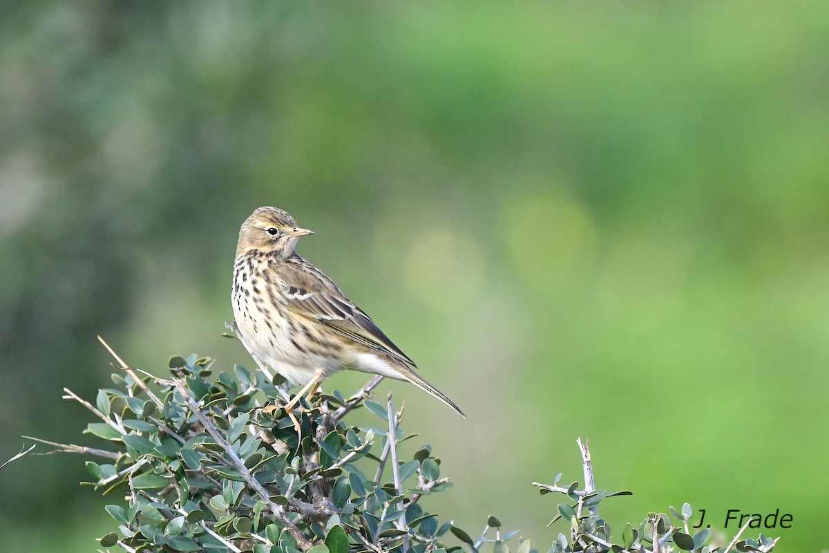 Meadow Pipit - ML611398488