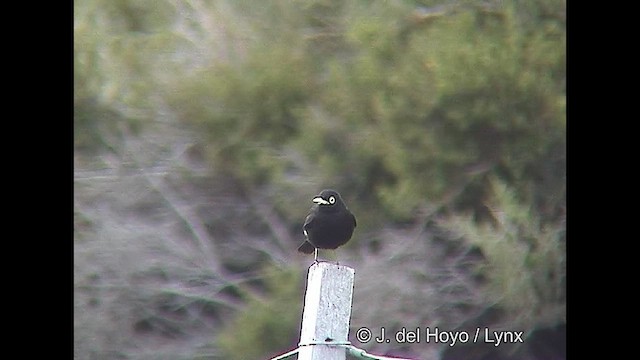 Spectacled Tyrant - ML611398988
