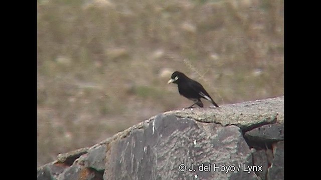 Spectacled Tyrant - ML611398990