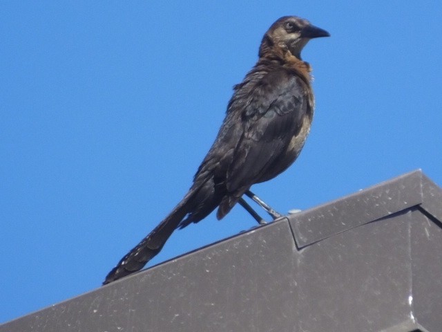 Great-tailed Grackle - ML611399483