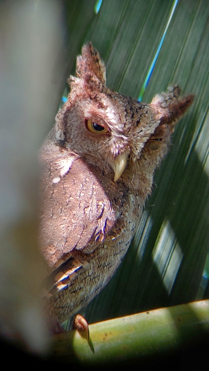 Pacific Screech-Owl - Diego Ramírez