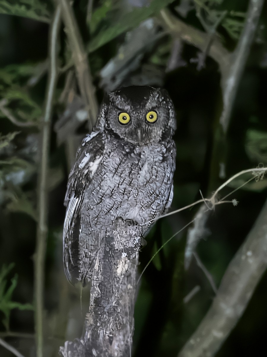Peruvian Screech-Owl - ML611400161