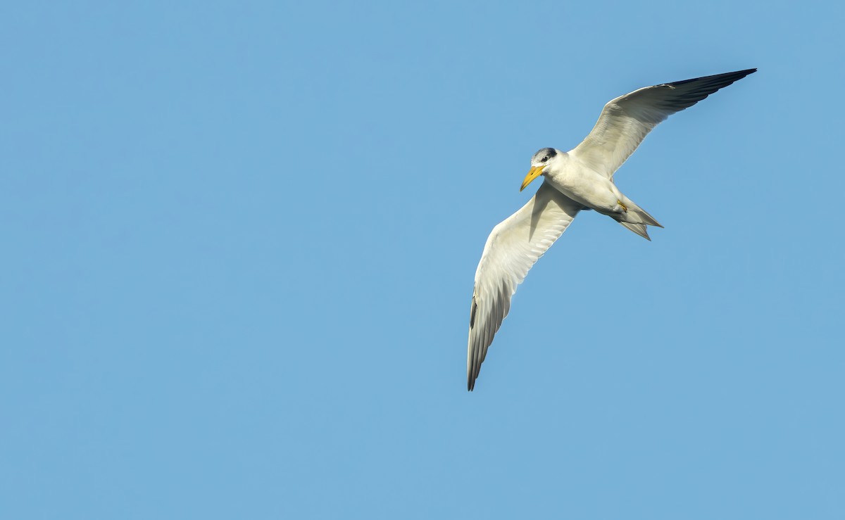 Large-billed Tern - Connor Cochrane