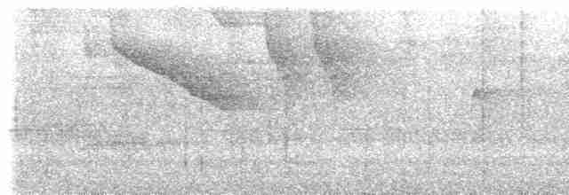 gullkronekjerrspurv (crassus) - ML611400321