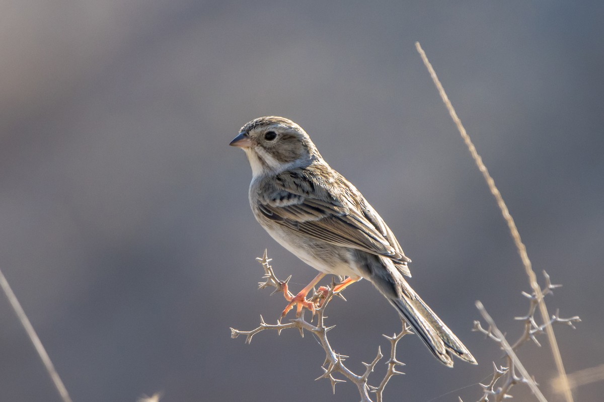 Clay-colored Sparrow - ML611400505