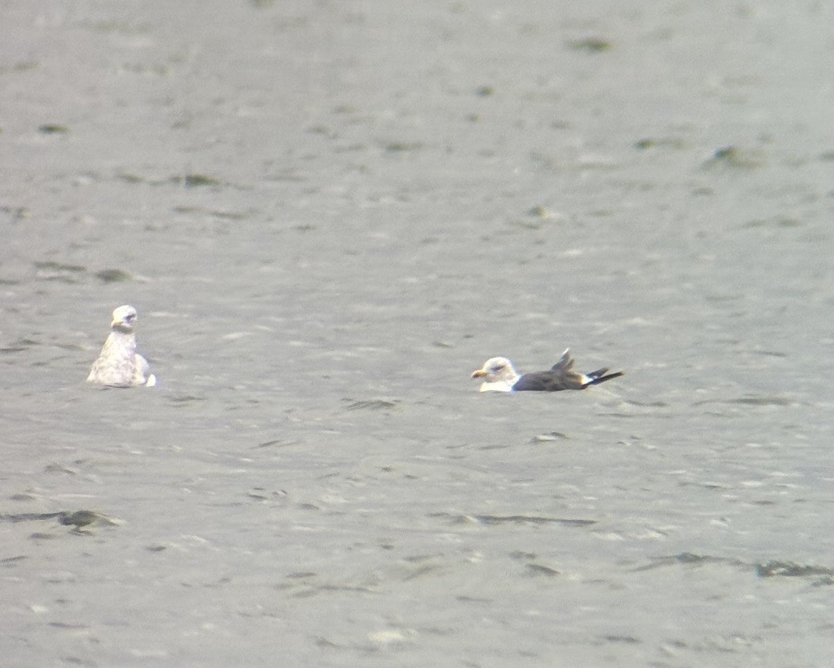 ebird-checklist-21-nov-2023-jeffersonville-waterfront-ky-9-species