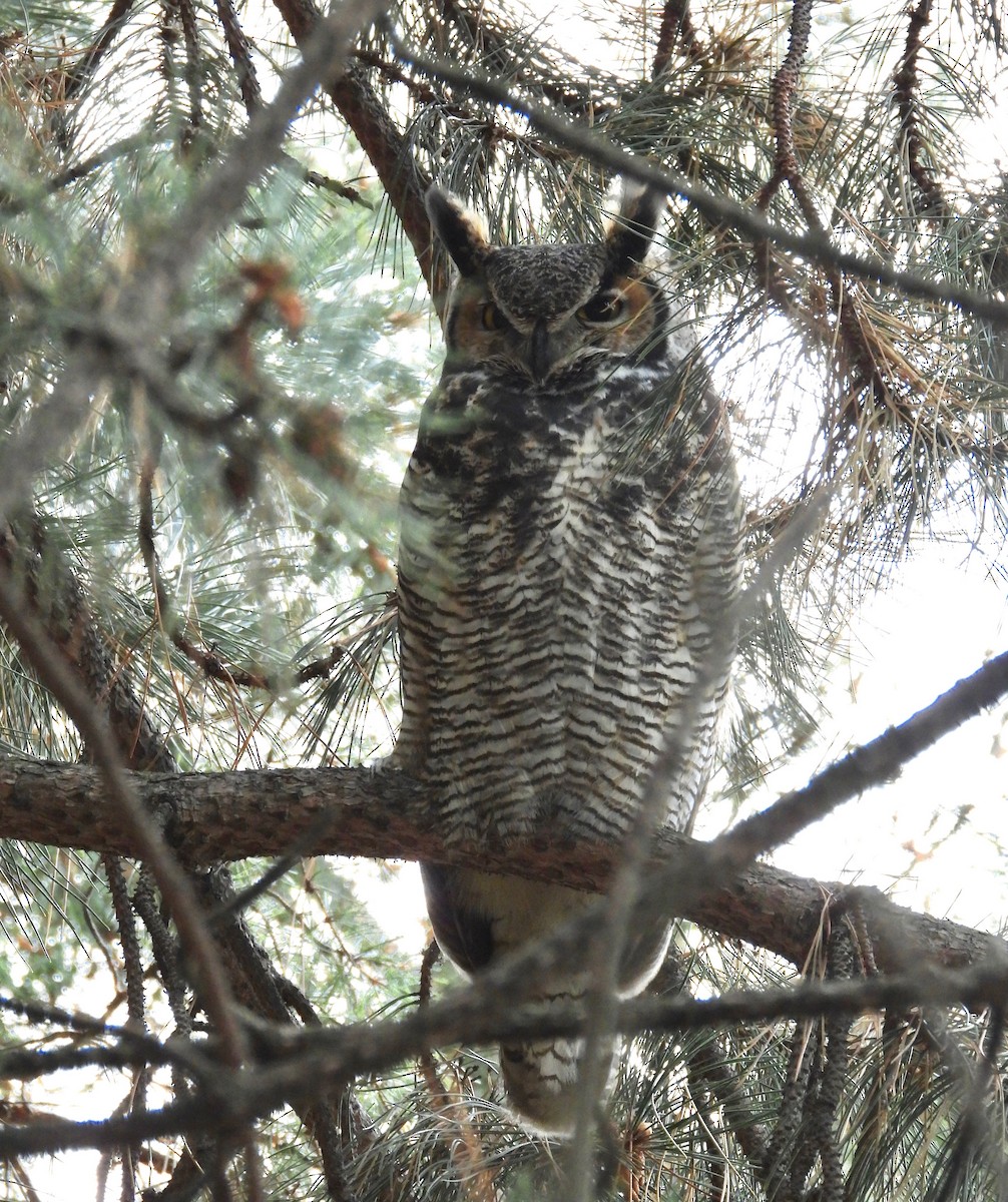 Great Horned Owl - ML611400897