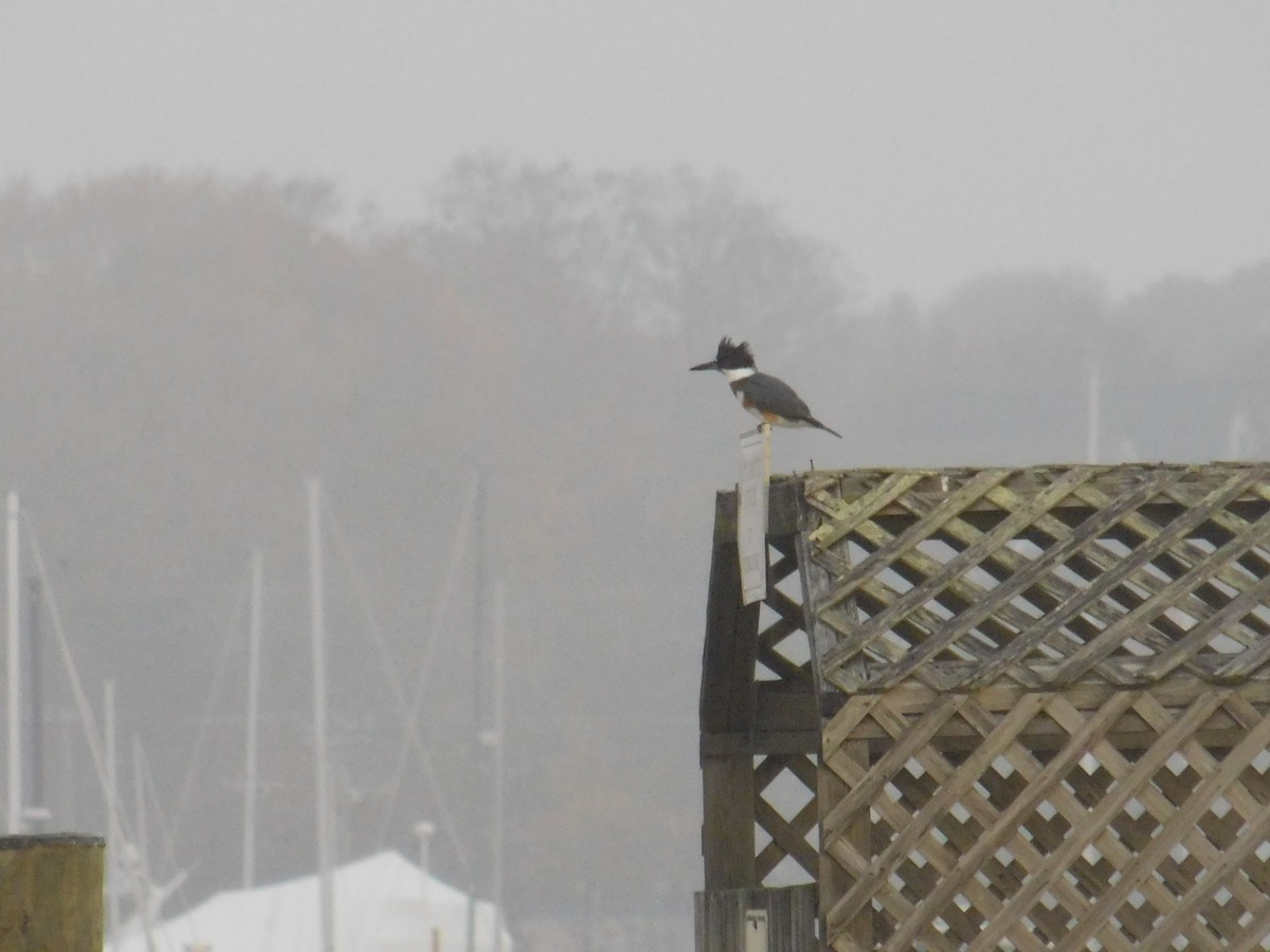 Belted Kingfisher - ML611401288