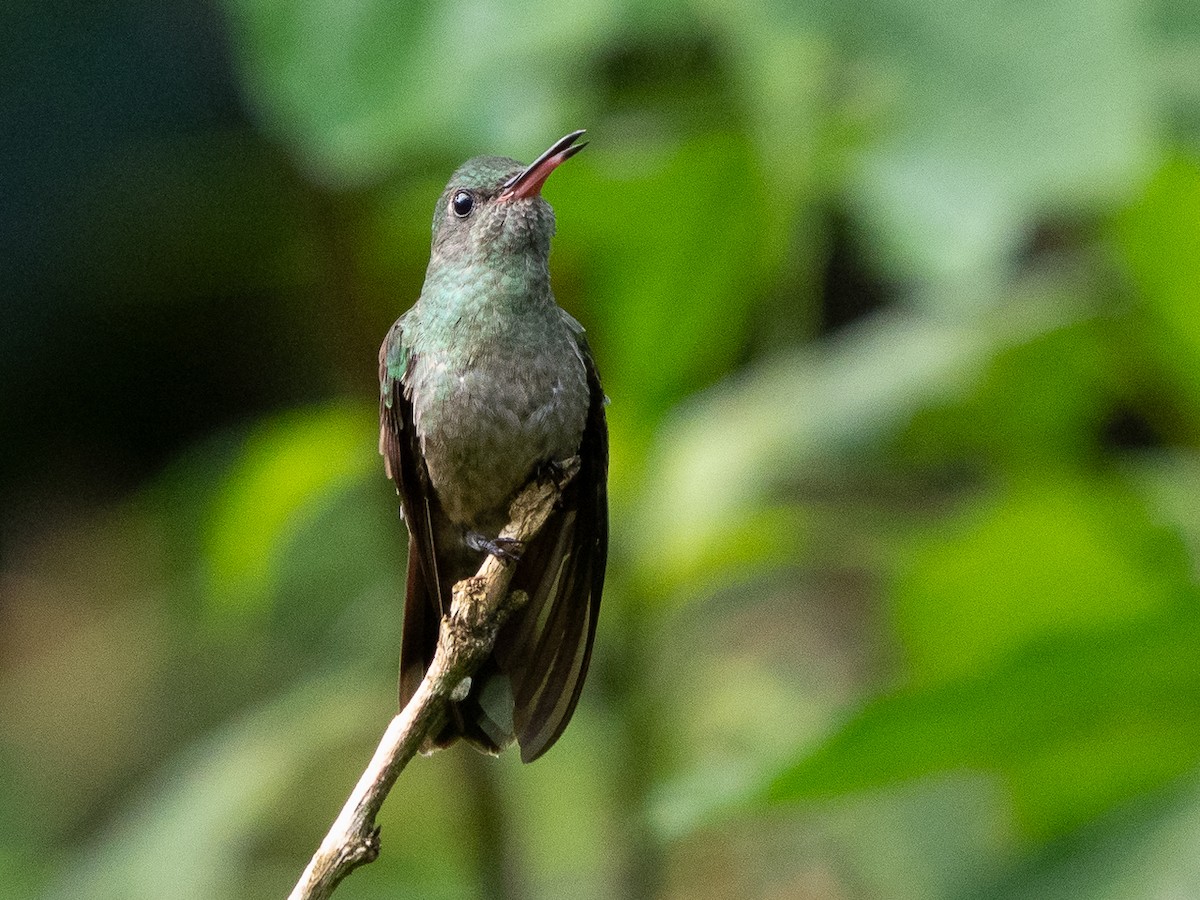 Scaly-breasted Hummingbird - ML611401292