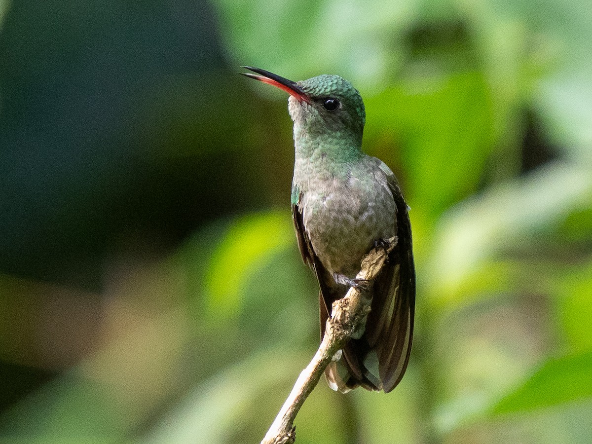 Scaly-breasted Hummingbird - ML611401293