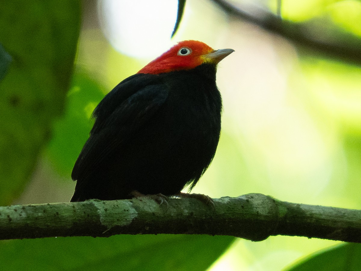 Red-capped Manakin - ML611401306