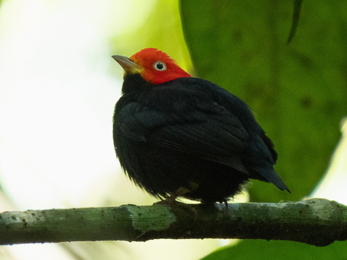 Red-capped Manakin - ML611401307