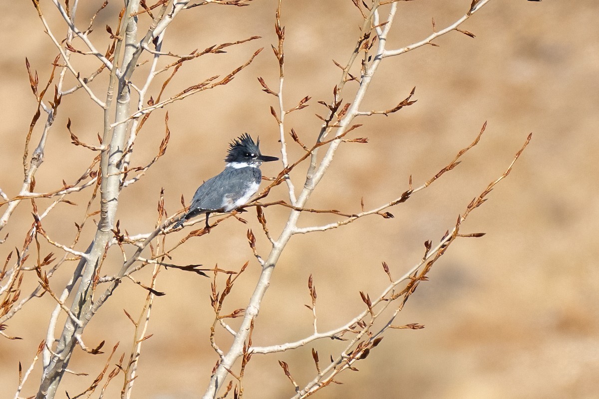 Belted Kingfisher - ML611401331