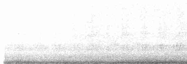 Сипуха крапчаста [група tuidara] - ML611401376