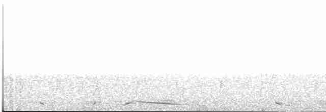 holub bělokřídlý - ML611401586