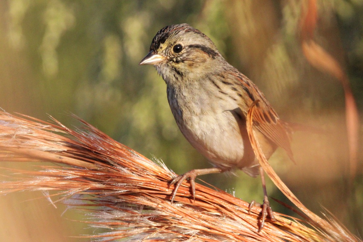 Swamp Sparrow - ML611401842