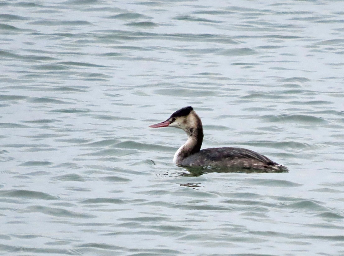 Great Crested Grebe - ML611401970
