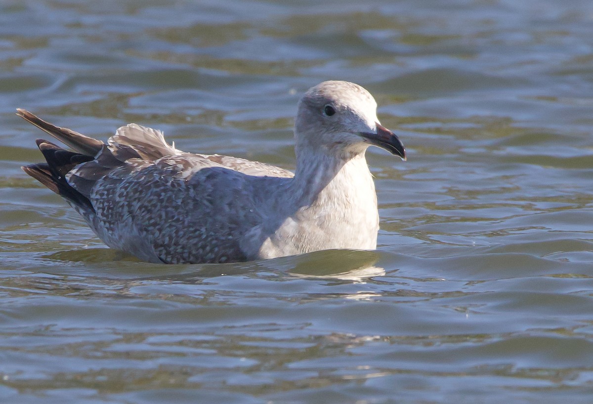 Herring/Glaucous-winged Gull - Braxton Landsman