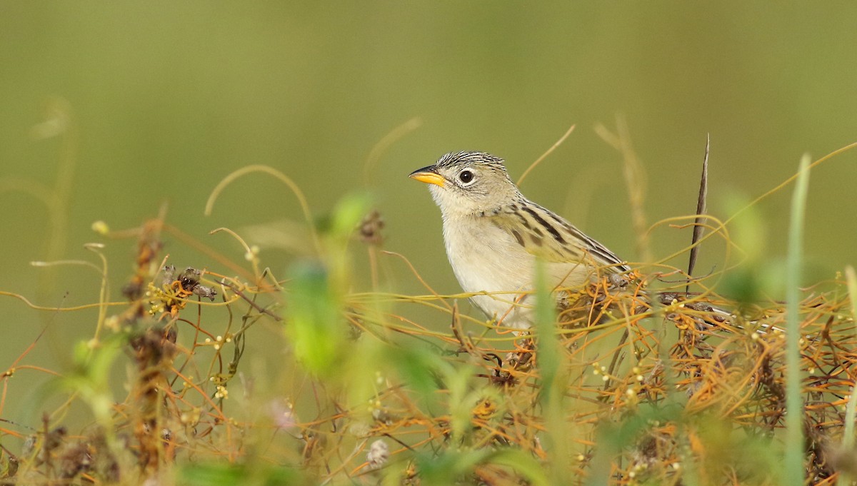 Wedge-tailed Grass-Finch - ML61140331