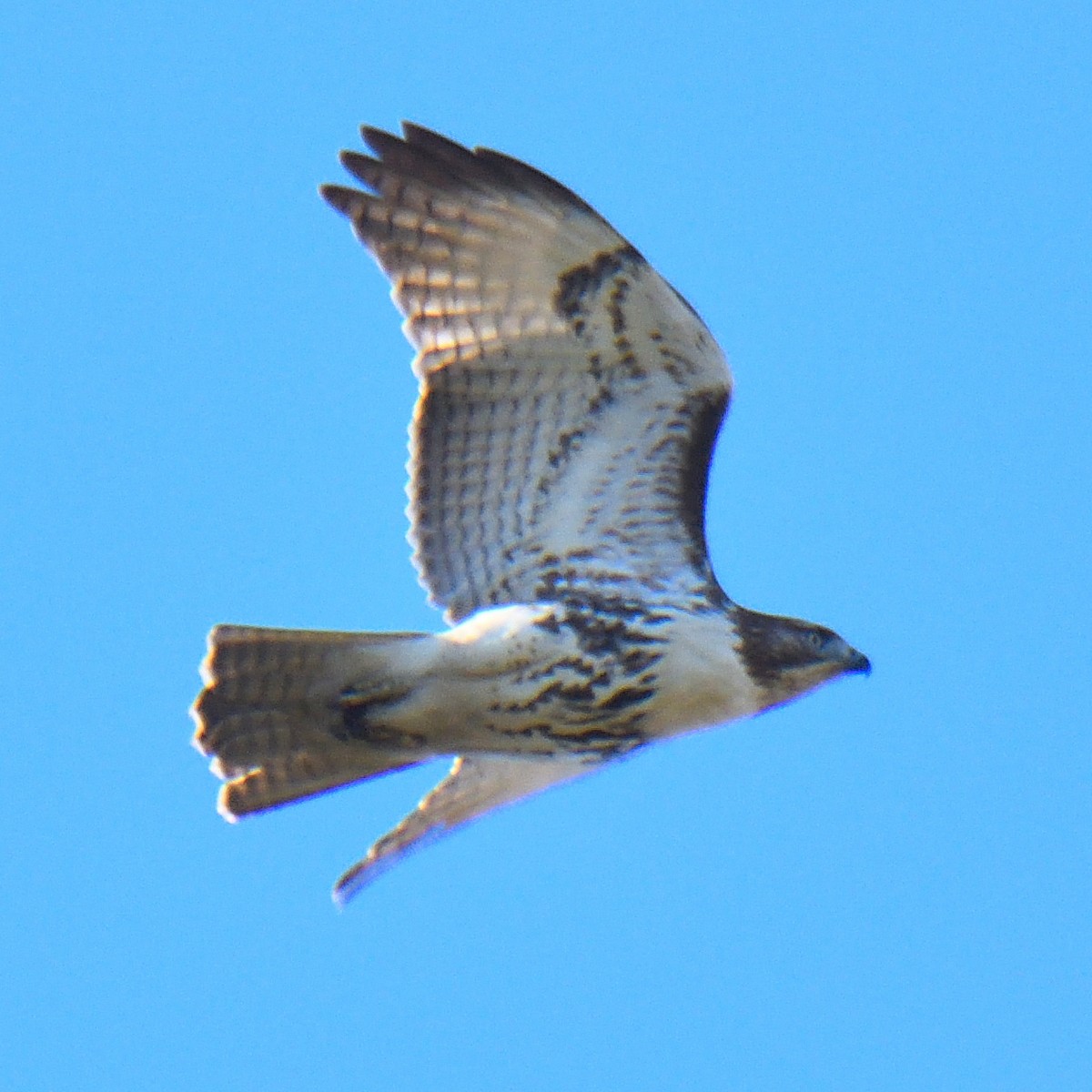 Red-tailed Hawk - ML611403712
