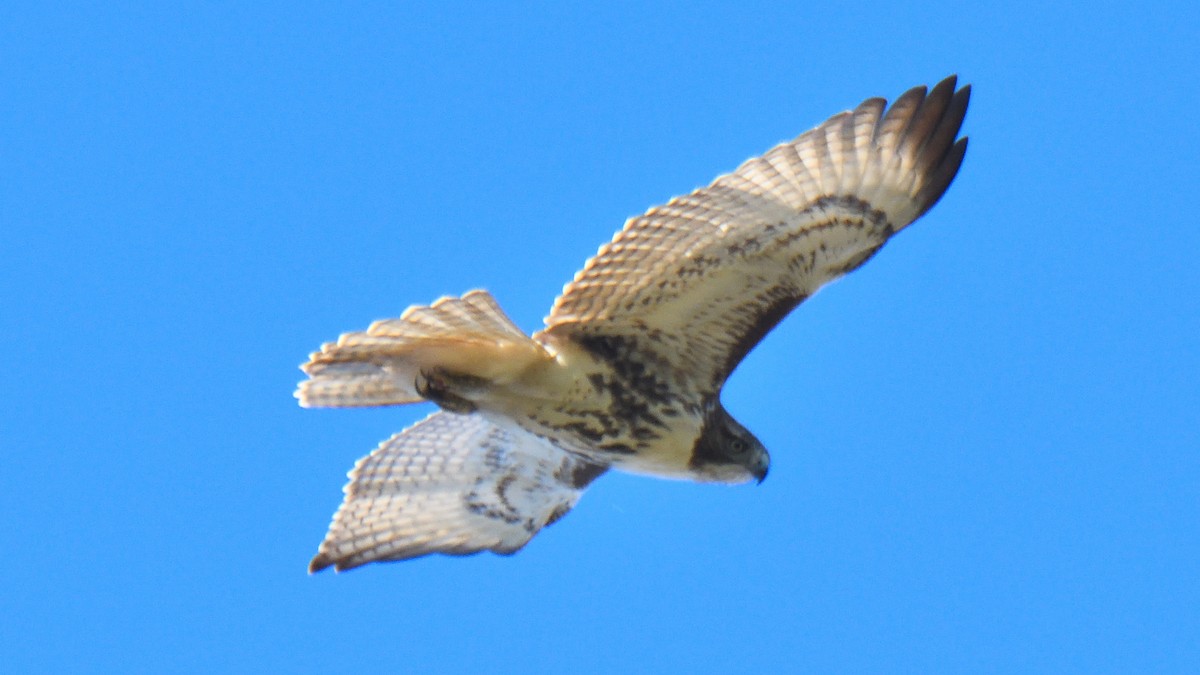 Red-tailed Hawk - ML611403713