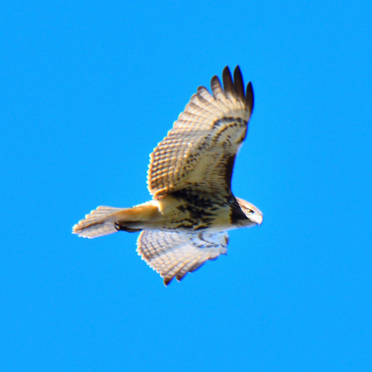 Red-tailed Hawk - ML611403714