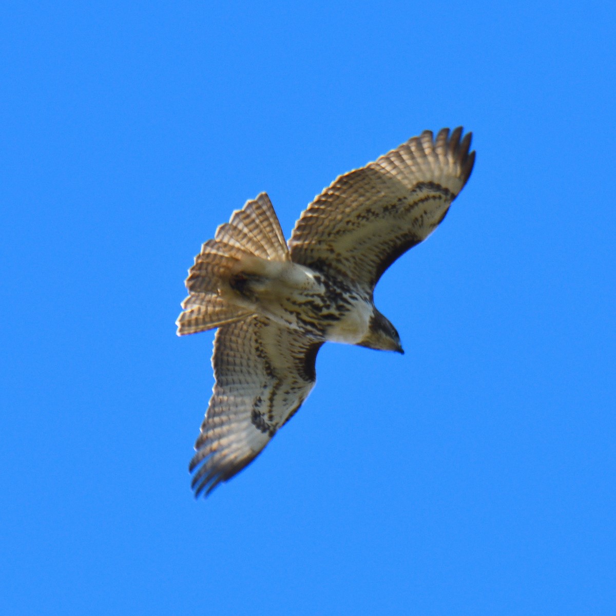 Red-tailed Hawk - ML611403715