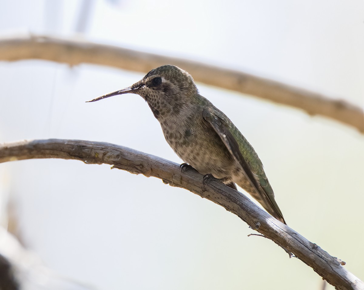 Calliope Hummingbird - ML611403769