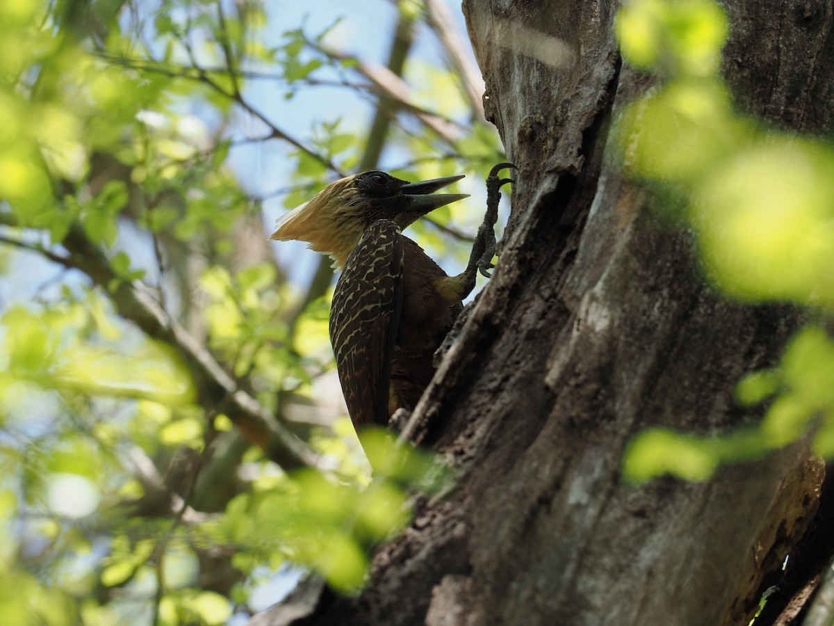 Pale-crested Woodpecker - ML611403886