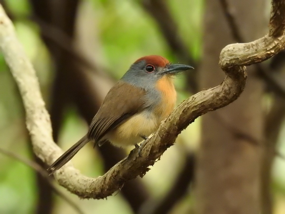Rufous-capped Nunlet - ML611404904