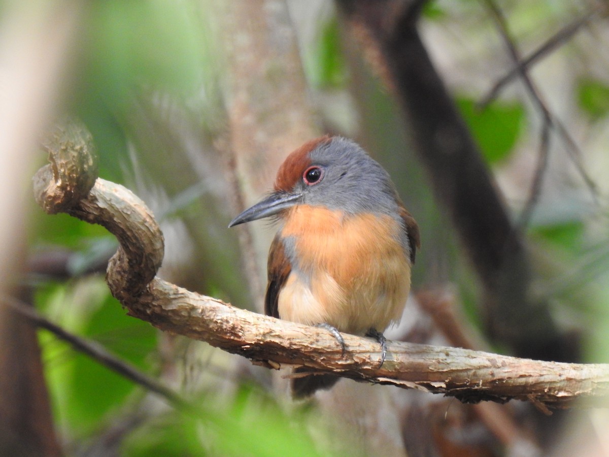 Rufous-capped Nunlet - ML611404905